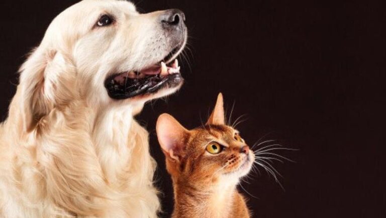 Adri Ferraz: Empoderamento Feminino e Ação em Defesa dos Animais