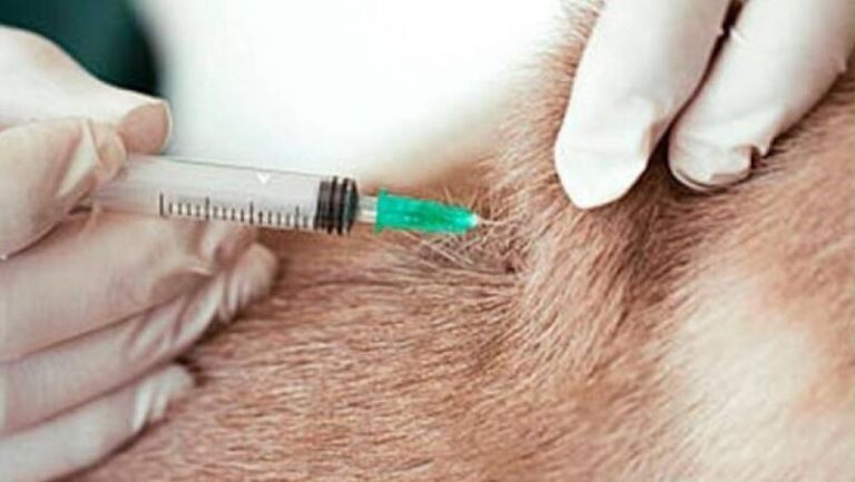 Raiva: o perigo silencioso da mordida de animais domésticos e silvestres e a importância da vacinação