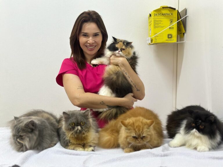 Pets necessitam de cuidados especiais com temperaturas em alta e clima seco