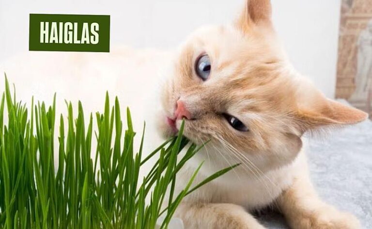 Semente Haiglas: o superalimento natural que transforma a saúde dos animais