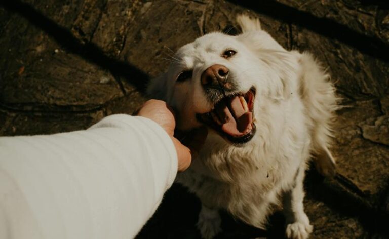 Professora da UMC alerta: envelhecimento de pets requer acompanhamento e cuidado preventivo