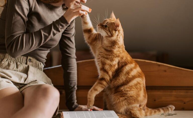 Cannabis medicinal também pode fazer parte dos cuidados com animais
