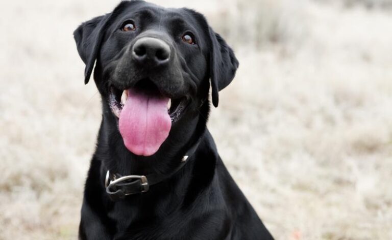 Dia Mundial do Cão: medicina preventiva faz cães viverem mais e reforça importância dos cuidados ao longo da vida