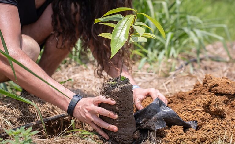 Imersões mostram, na prática, como uma nova economia está sendo construída na Amazônia