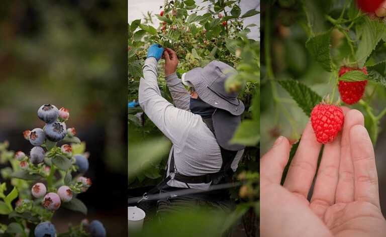 A história por trás de cada fruta: Berry House apresenta sua nova série