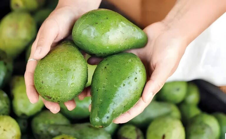 Ibiapina leva o sabor da Serra para a merenda escolar incorporando açaí e promovendo o abacate